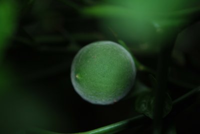 Poncirus trifoliata - citronečník trojlistý - zrající plod